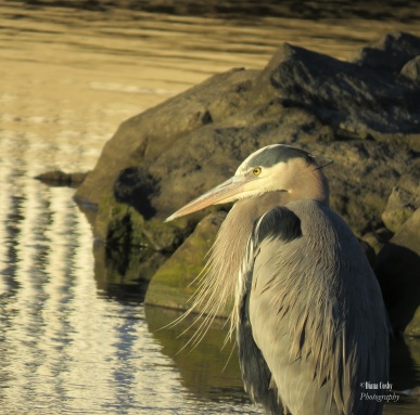 1 - 1 - 0000 Inspired By Nature 4 Great Blue Heron